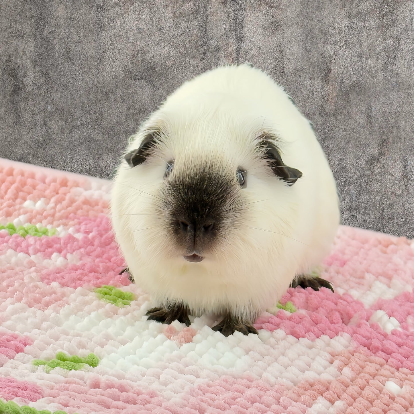 Multicolor Microfiber Guinea Pig Non-Slip Mat – Soft & Absorbent