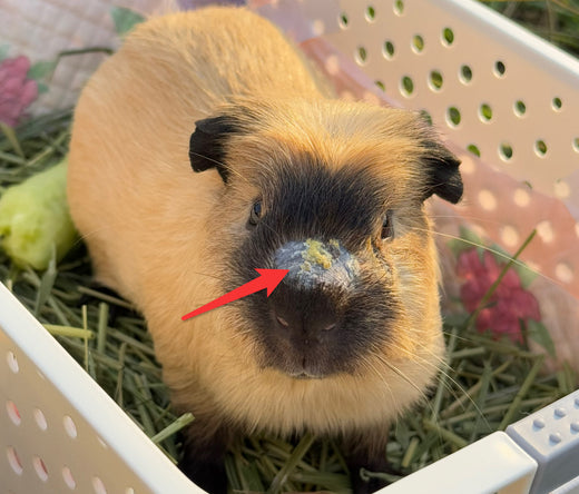 Guinea Pig Fungal Care Guide: Proper Disinfection and Isolation