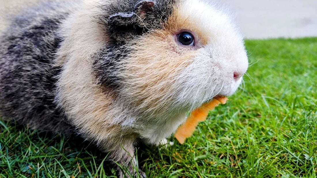 Guinea Pig Care Tips Every Beginner Should Know