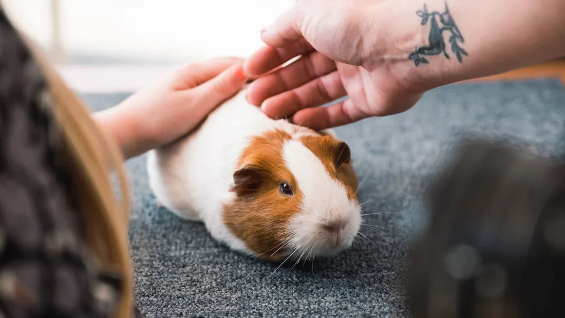 Guinea pig and their relationship with humans