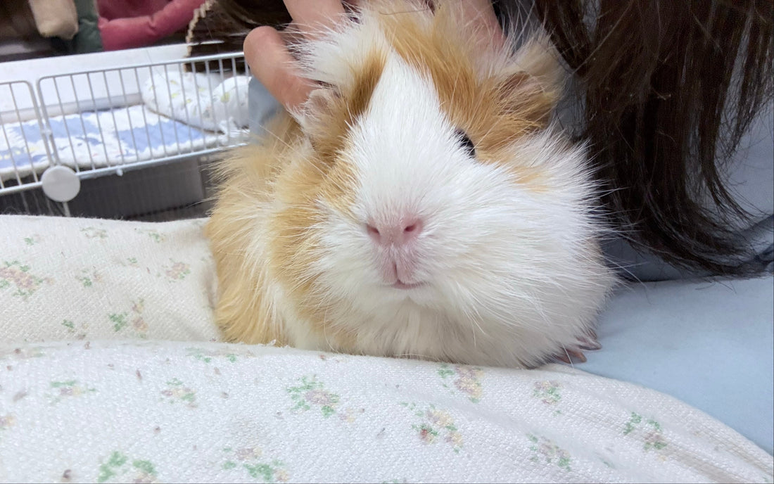 Discover the Most Popular Guinea Pig Breeds and Their Unique Traits