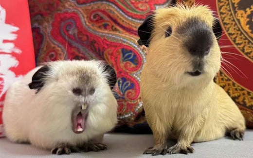 The Social Life of Guinea Pigs: Managing Conflicts and Companionship Needs