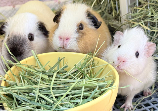 Guinea Pig Health Diet: The Right Feeding of Hay, Vitamin C, and Fresh Water