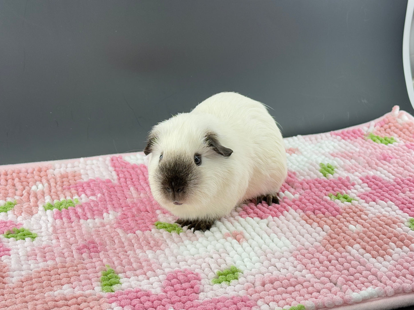 Guinea Pig Cage Liner