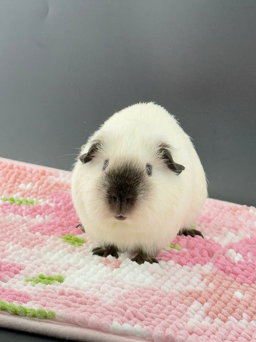 Guinea Pig Cage Liner